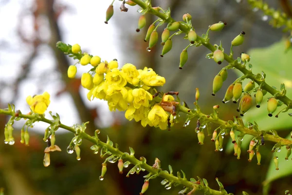 Close Yellow Acacia Mimosa Flowers Water Drops Bokeh Blurred Background — Stock Photo, Image
