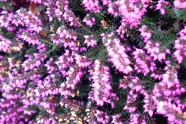 보라색 에리카의 꽃들로 있습니다 에리카 정원에서 피운다 자연의 — 스톡 사진