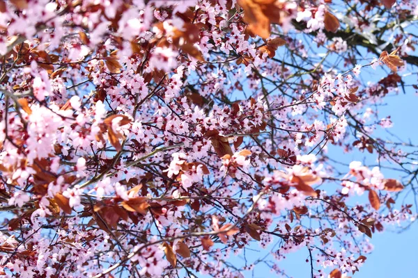 Moldura Completa Flor Cereja Rosa Florescendo Fundo Céu Azul Época — Fotografia de Stock