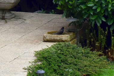 İngiltere 'de bahar mevsiminde arka bahçedeki kuş banyosunda yıkanan bir Starling kuşu. Doğa arkaplanı.