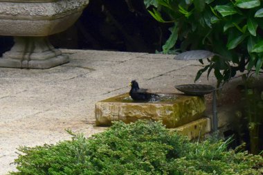 İngiltere 'de bahar mevsiminde arka bahçedeki kuş banyosunda yıkanan bir Starling kuşu. Doğa arkaplanı.