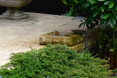 Avrupa bülbülü, Birleşik Krallık 'ta bahar mevsiminde arka bahçedeki kuş banyosunda banyo yapıyor. Doğa arkaplanı.