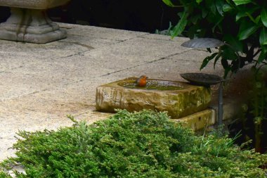 Avrupa bülbülü, Birleşik Krallık 'ta bahar mevsiminde arka bahçedeki kuş banyosunda banyo yapıyor. Doğa arkaplanı.