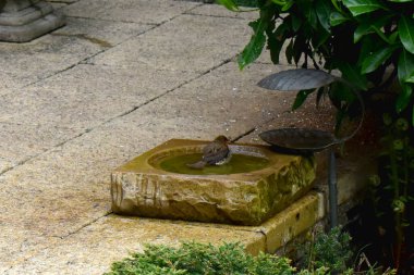 Bahar mevsiminde İngiltere 'de bir bahçe bahçesinde kuş banyosunda yıkanan Avrupa bülbüllerinin arkası..