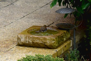 Bahar mevsiminde İngiltere 'de bir arka bahçedeki kuş banyosunda banyo yapan Avrupa bülbülünün arkası..