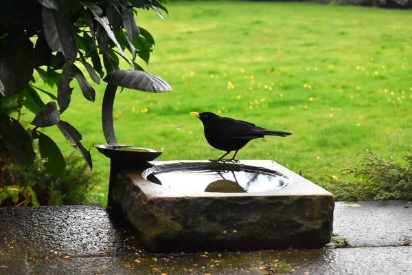 A male blackbird stands in a birdbath in a green grass garden blurred background. Spring season in The UK.