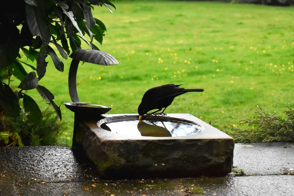 Male Blackbird Drinking Water Birdbath Garden Green Grass Nature Blurred — Fotografia de Stock