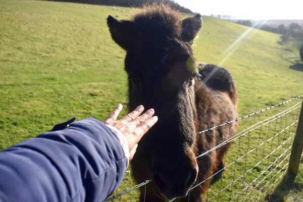 Human hand and a black Pony with sunlight on a green grass field on a sunny day on a Yorkshire farm in The UK. Spring season nature background.