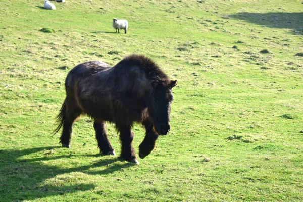 A black Pony walking on a green grass field on Yorkshire farm in The UK. Nature background.
