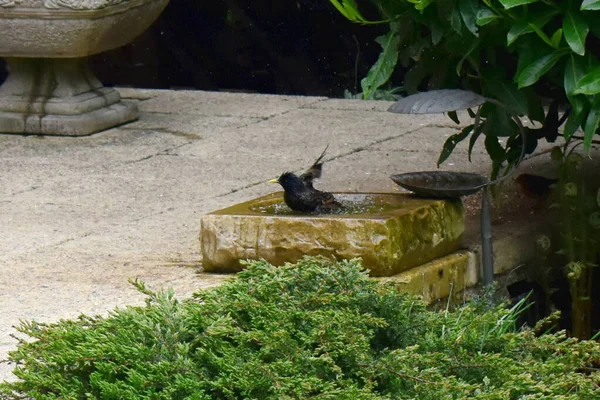 Pássaro Starling Banhando Banho Pássaros Jardim Quintal Temporada Primavera Reino — Fotografia de Stock