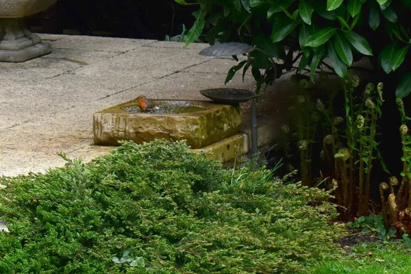 European Robin Bathing Birdbath Backyard Garden Spring Season Nature Background — стоковое фото