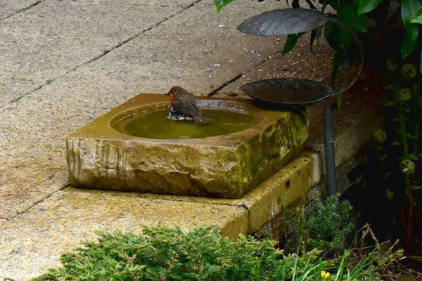 Parte Trás Banho Europeu Robin Banho Pássaros Jardim Quintal Temporada — Fotografia de Stock