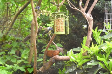 Bir ağaç dalında hindistan cevizi kabuğunda kümelenen küçük kahverengi bir fare ve kuş yemliğinde asılı mavi bir kuş, yeşil yapraklarla çevrili. İngiltere 'de bahar mevsimi bahçesinde kuşları beslemek.