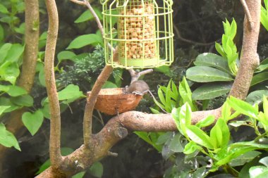 Hindistancevizi kabuğuna tırmanan küçük kahverengi bir fare, yeşil yapraklarla çevrili kuş yemliğinin altındaki bir ağaç dalında yiyecek buluyor. İngiltere 'de bahar mevsimi bahçesinde kuşları beslemek.
