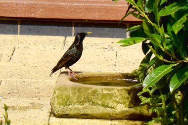 Güzel bir Starling kuşu gün ışığında bir bahçedeki patikada bir kuş banyosunun kenarında duruyor. İngiltere 'de bahar mevsimi bahçesinde kuşları beslemek.