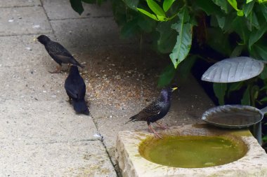 Güzel bir Starling kuşunun başka bir yöne bakan yan görüntüsü, bir kuş banyosunun kenarında duran, ve gün içinde yaya yolunda kuş yeminin yanında duran iki kuş. İngiltere 'deki bahar bahçesinde kuşları besliyor..