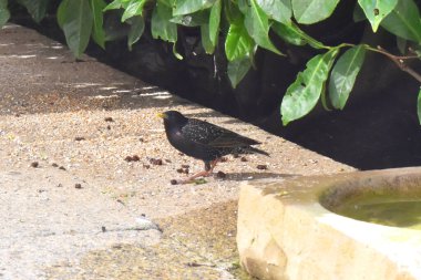 Bir Starling kuşu bahar mevsiminde güneş ışığı gününde yeşil yaprakların altındaki patikada kuş yeminin yanında durur. İngiltere 'deki bahçede beslenen kuşlar..