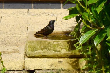 Bir Starling kuşunun, gün ışığı bahçesindeki yeşil yaprakların yanındaki patikada, bir kuş banyosunda suyun içinde dikilirken yan görüntüsü. İngiltere 'de bahar mevsimi bahçesinde kuşları beslemek.