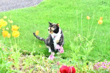 Kameradan başka yöne bakan sevimli bir kedi ve bahçedeki çiçeklerle çevrili yeşil otların üzerinde oturuyor..