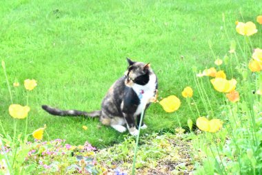 Kameradan uzakta, yeşil çimlerin üzerinde oturan, bahçedeki sarı çiçeklerle çevrili şirin bir kedi..