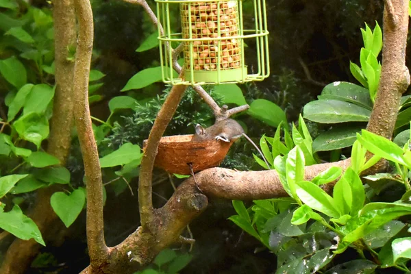 Little Brown Mouse Looking Food Coconut Shell Tree Branch Bird — Stock Photo, Image