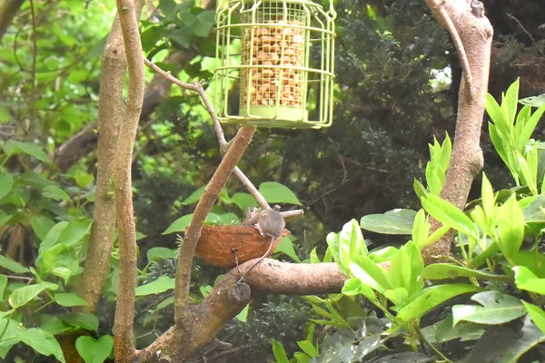 Little Brown Mouse Climbing Coconut Shell Finding Food Tree Branch — Stock Photo, Image