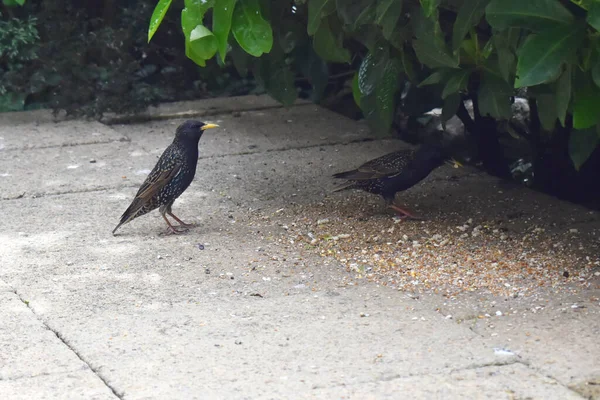 Two Starling Birds Stand Bird Food Footpath Green Leaves Garden — Foto de Stock