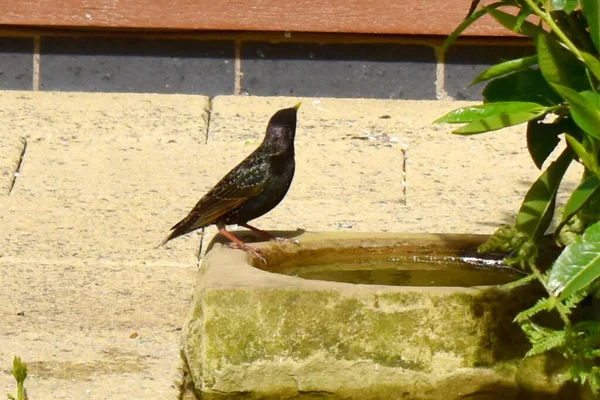 Beautiful Starling Bird Looking Standing Edge Birdbath Footpath Backyard Garden — Stock Photo, Image
