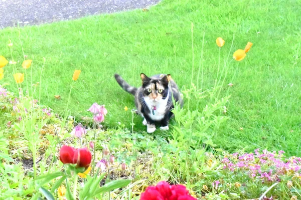 Bahçedeki yeşil çimlerde oturan ve kameraya bakan sevimli bir kedi..