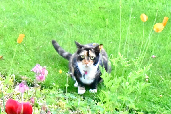 Kameraya benzeyen sevimli bir kediye yakın ve bahçedeki çiçeklerle çevrili yeşil otların üzerinde oturuyor..