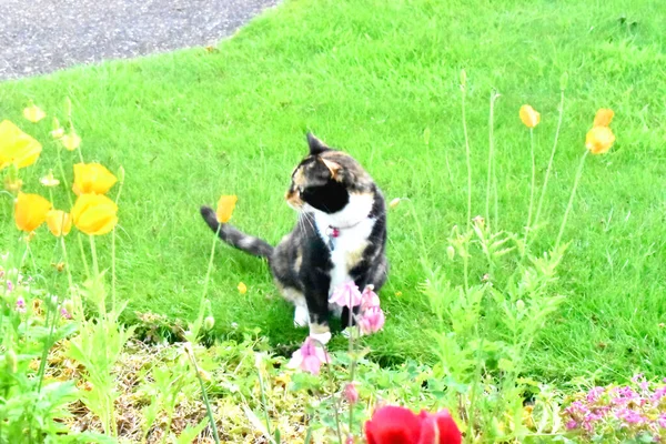 Sevimli bir kedi diğer tarafa bakıyor ve bahçedeki çiçeklerle çevrili yeşil otların üzerinde oturuyor..