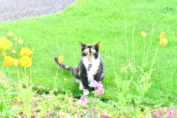 Kamera görünümlü sevimli bir kedi ve yeşil çimlerin üzerinde oturan bahçedeki çiçeklerle çevrili.