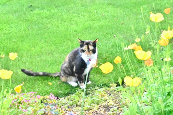 A cutest cat sitting on green grasses  surrounding by yellow flowers in garden.