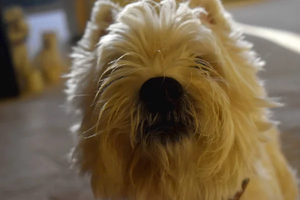 Close Head West Highland White Terrier Dog White Long Hair — Fotografia de Stock