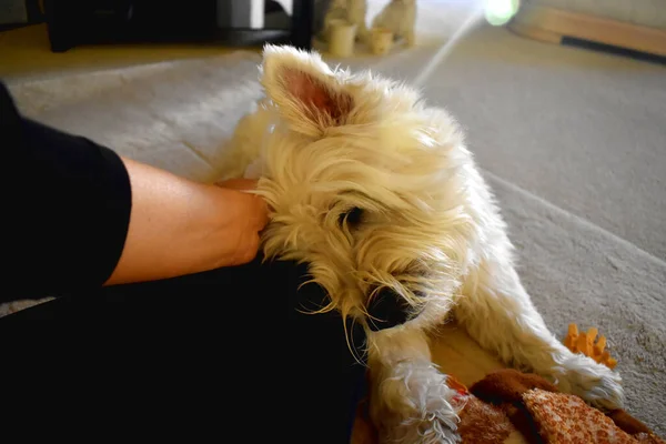 Happy West Highland White Terrier dog lying and playing with a human in the living room.