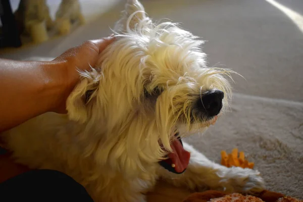 Close-up side view of cute dog open mouth yawning with human hand on the head, laying down on the living room. Beautiful dog of West Highland White Terrier.