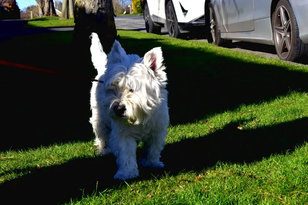 Cute White Dog Walking Green Grasses City Park Sunny Day — Fotografia de Stock