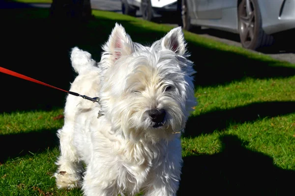 Close Cute White Dog Standing Green Grasses Sunny Day Happy — Fotografia de Stock