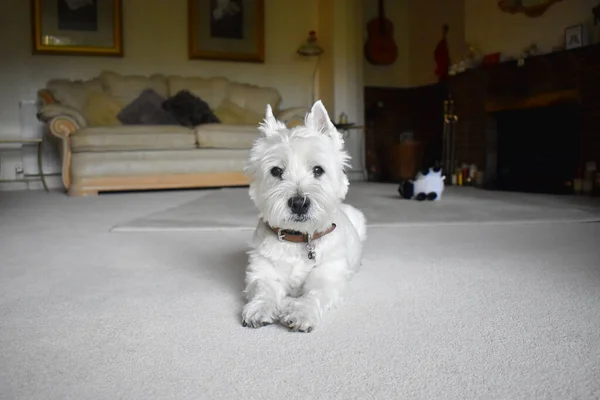 A little white West Highland White Terrier dog laying down on the carpet in a cozy living room.  Selective focus.