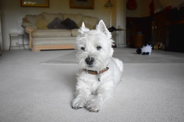 A cute white dog laying down on the carpet in living room. A happy and funny West Highland White Terrier dog.