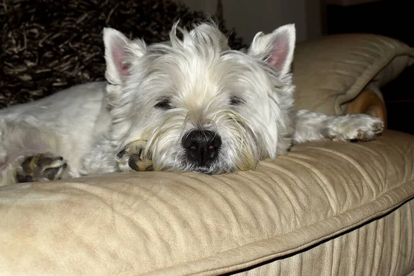 A little white West Highland White Terrier dog laying down and sleeping on a sofa in a cozy living room.  Selective focus.