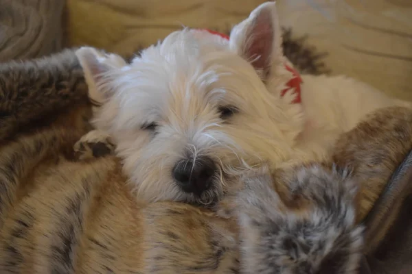 Close-up of a beautiful white west highland white terrier westie dog sleeping in a cozy duvet on a sofa in the living room.  Home sweet home.
