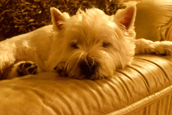 A little white West Highland White Terrier dog laying down and sleeping lying on the couch in a cozy living room on a warm light background.  Selective focus.