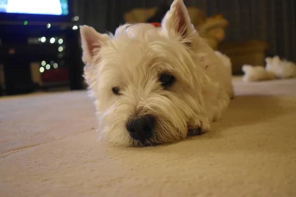 Close-up of the head of a cute West highland white Terrier dog lying on the carpet in a cozy living room at night time. Home sweet home.