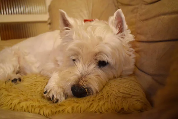 Close-up of a cute West Highland White Terrier dog lying on a pillow on a sofa in the living room.  Home sweet home.