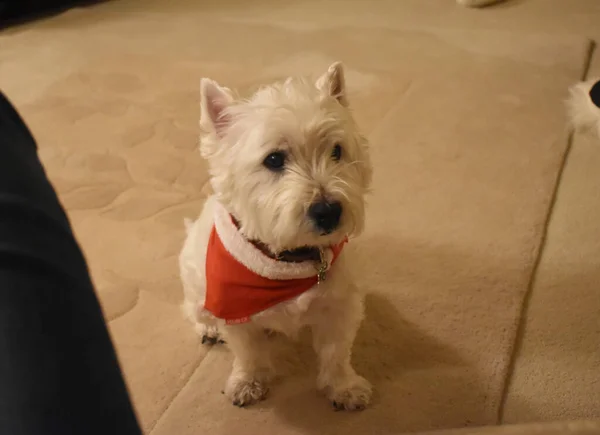 Cute West Highland White Terrier Dog Red Christmas Scarf Sitting — Fotografia de Stock