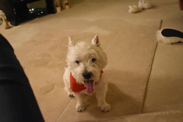 Cute West Highland White Terrier Dog Sticks Out Tongue Red — Fotografia de Stock