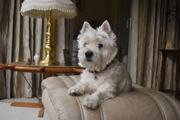 A beautiful White dog lying on a sofa stool looking another way from the camera in the living room background. A happy and cute West Highland White Terrier dog.
