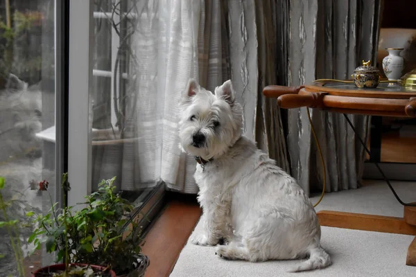 Beautiful White Dog Sitting Window Looking Camera Living Room Background — Fotografia de Stock