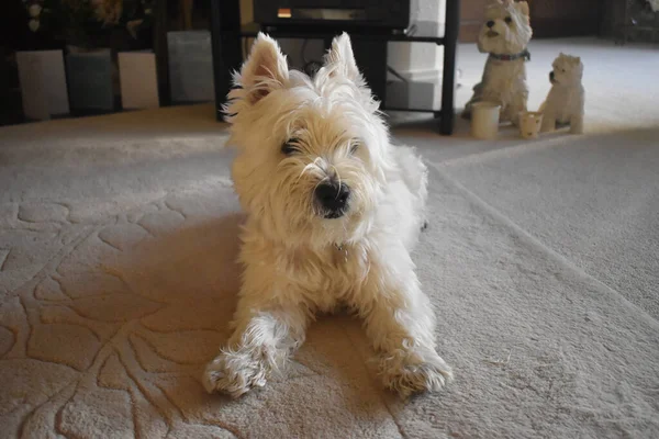 Close-up of a cute West highland white Terrier dog lying on the carpet in a cozy living room at night time. A happy and funny westie white dog. Home sweet home.